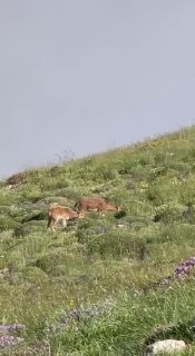 Горные козлы на склонах Хуступа в Котайкской области, фото Никола Пашиняна