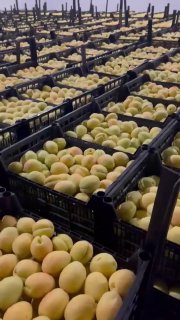 Погрузка партии армянских абрикосов для экспорта в Польшу и ЕС