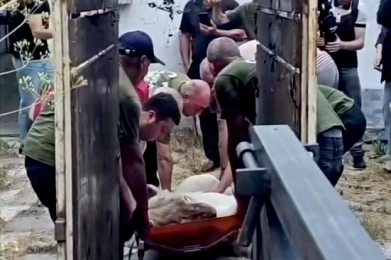 Львица из особняка Гагика Царукяна в Ереванском зоопарке, Армения