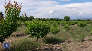 Фермер в поле в Котайкской области, Армения